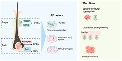 iPSC-based approach for human hair follicle regeneration